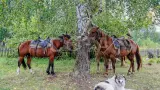 Конный тур к подножию легендарной горы Белуха (эконом) - фото 4 (миниатюра)