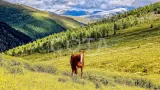Конный тур к подножию легендарной горы Белуха (эконом) - фото 20 (миниатюра)