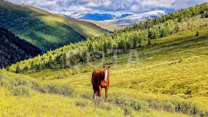 Конный тур к подножию легендарной горы Белуха (эконом) - фото 20
