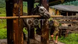 Конный тур к цепочке из семи Каракольских озер - фото 8 (миниатюра)