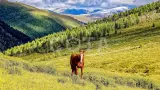 Конный тур к горе Белуха и рафтинг по всей Катуни - фото 26 (миниатюра)