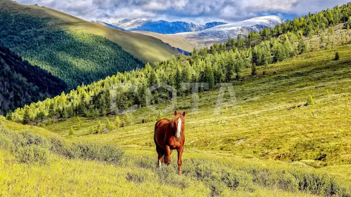 Конный тур к горе Белуха и рафтинг по всей Катуни - фото 26
