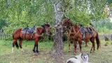 Конный тур к горе Белуха и рафтинг по всей Катуни - фото 21 (миниатюра)