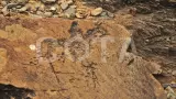 Активный тур Девять дней Алтая - комбинированный тур для новичков. - фото 9 (миниатюра)
