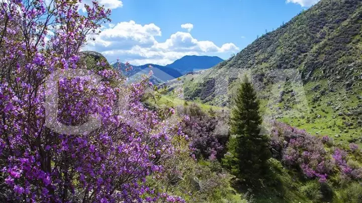 Цветение Маральника на Алтае - фото 1