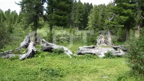Алтай – место силы (Зима), 8 дней - фото 4