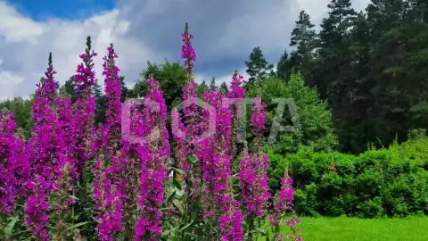 Ботанический сад - фото 1