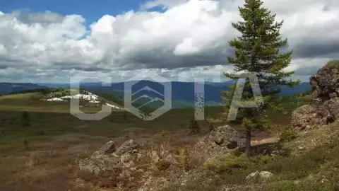 На Семинский перевал за энергией кедра и алтайскими сувенирами - фото 3