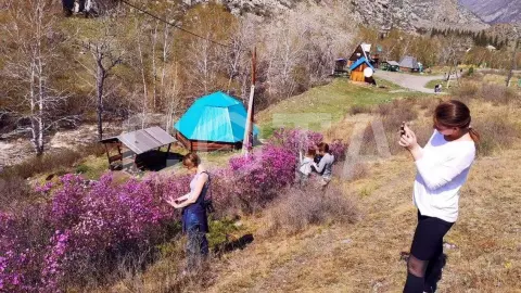 Цветение маральника - фото 4