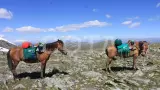 Конное путешествие на плато Укок - фото 4 (миниатюра)