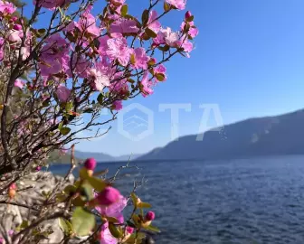 Когда цветет маральник - фото 1