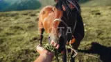Алтай. К подножию Белухи - фото 3 (миниатюра)