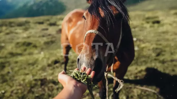 Алтай. К подножию Белухи - фото 3