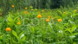 Алтай "Золотое кольцо" налегке с проживанием в палатках - фото 2 (миниатюра)