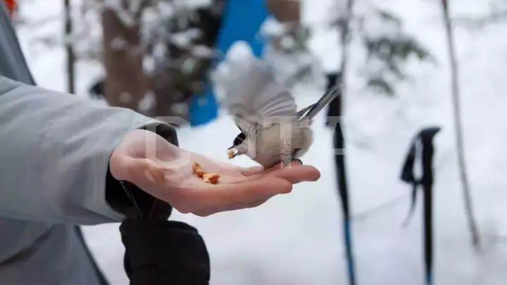 Новогодние приключения на Урале без рюкзаков. Зюраткуль - фото 5