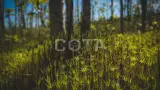 Скальные озера Кузнечного. Пеший поход с палатками из Санкт-Петербурга - фото 5 (миниатюра)