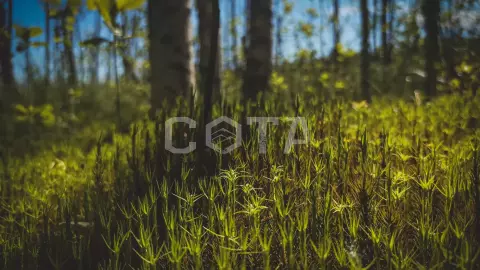 Скальные озера Кузнечного. Пеший поход с палатками из Санкт-Петербурга - фото 5