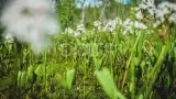 Карелия. Поход по национальному парку Паанаярви - фото 3 (миниатюра)
