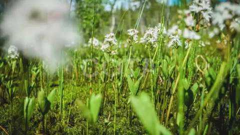 Карелия. Поход по национальному парку Паанаярви - фото 4