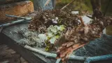 Карелия. Поход по национальному парку Паанаярви - фото 1 (миниатюра)