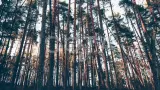 Из варяг в греки. Большой байдарочный поход по Карелии - фото 11 (миниатюра)