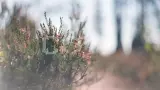 Воттоваара. Поход налегке на самую загадочную гору Карелии - фото 8 (миниатюра)