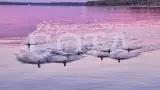 Ладожский берег. Пеший поход с палатками из Санкт-Петербурга - фото 7 (миниатюра)