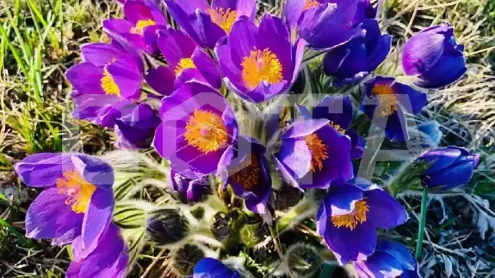 Тур "Цветущий Алтай" - красивый весенний тур по Алтаю - фото 1