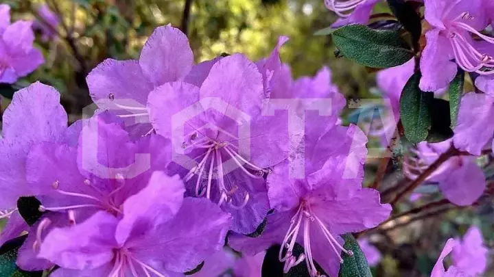 Тур "Цветущий Алтай" - красивый весенний тур по Алтаю - фото 6