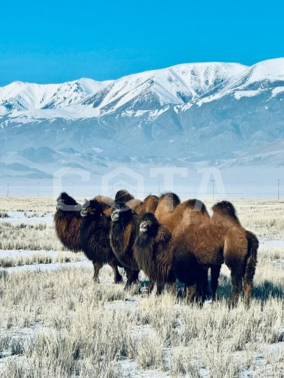 Монголия+Алтай. Зима - фото 2