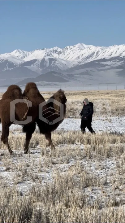 Монголия+Алтай. Зима - фото 1