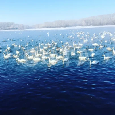 Новогодние каникулы Алтай - фото 1