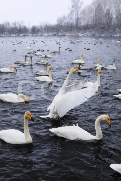 Экскурсия на Алтай из Новосибирска. Все включено! - фото 2