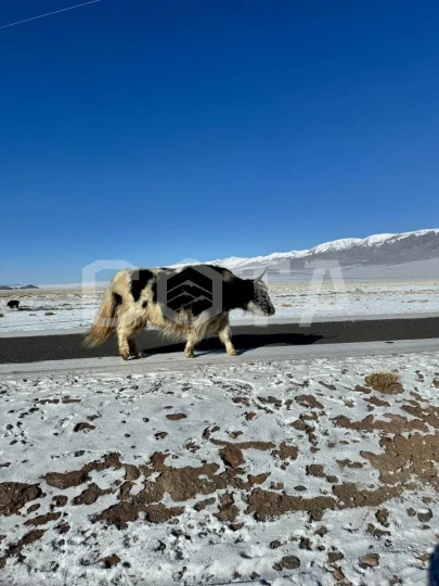 Монголия+Алтай. Зима - фото 4