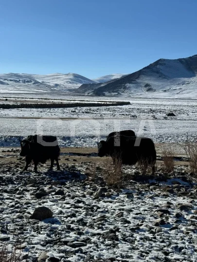Монголия+Алтай. Зима - фото 3