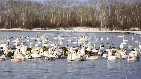 Экскурсия на Лебединое озеро. - фото 5